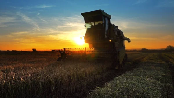 Maaimachine Werkt Veld Zonsondergang Achtergrond Combineren — Stockfoto