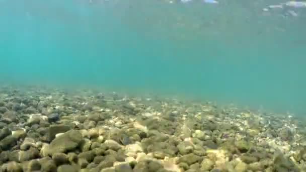 Риба Pov Рухається Морській Підлозі Галькою Камінням — стокове відео