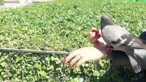 Pigeon Eats Food Hand Tourist Front Notre Dame Paris France — Stock Video