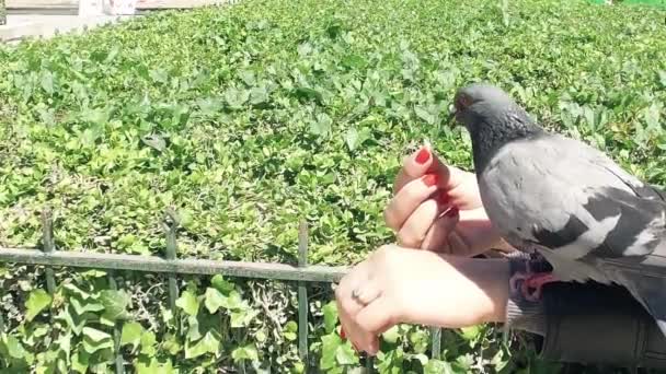 在巴黎巴黎圣母院教堂附近 用手喂鸽子的特写镜头 慢动作 — 图库视频影像