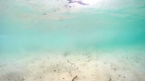 Yüzey Dalgaları Üzerinde Yüzen Kameradan Kirlilik Deniz Tabanı Için Göster — Stok video