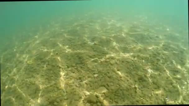 Piedras Fondo Del Mar Con Estructura Luz Solar Mar Rojo — Vídeo de stock