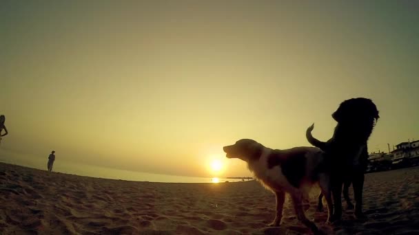 Постріл Собак Дивлячись Камеру Під Час Заходу Сонця Пляжі Слються — стокове відео