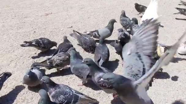 Primer Plano Palomas Hambrientas Picoteando Comiendo Comida Del Suelo Cerca — Vídeos de Stock