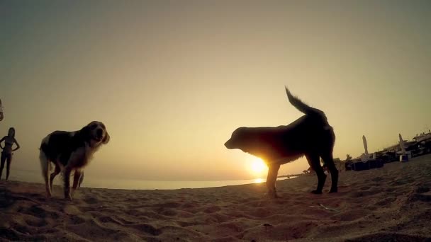 Tiros Cães Olhando Cheirando Para Câmera Pôr Sol Praia Slow — Vídeo de Stock