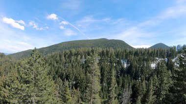 Yoğun uzun boylu dağ orman çam ağaçlarının havadan görünümü