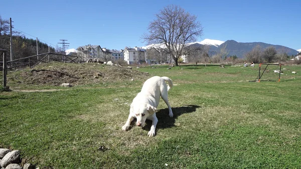 Gente Divirtiéndose Aire Libre Jugando Con Perro Recuperador Corriendo Césped — Foto de Stock