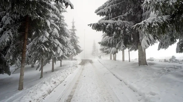 Pov Move Wandelen Rijden Onder Bos Pijnbomen Bedekt Met Sneeuw — Stockfoto