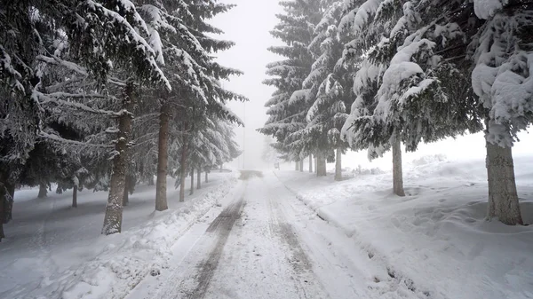 Vinter Scen Tät Skog Med Snö Och Låga Siktvärden Dimma — Stockfoto