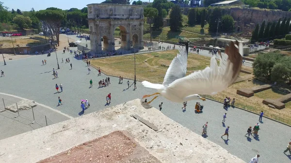 Oiseau Mouette Mur Avec Arc Constantin Vue Depuis Colisée Rome — Photo