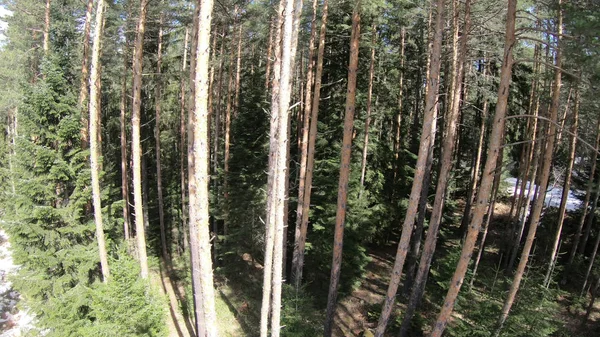 Montanha Floresta Pinheiros Dia Ensolarado Ponto Vista Voo Aéreo Baixa — Fotografia de Stock