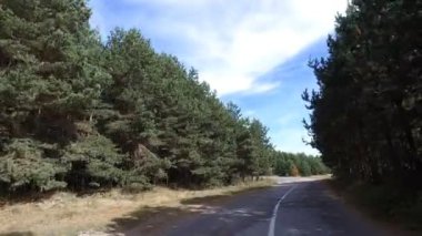 Spor Pov sürücü dağ orman sonbahar sarı ve yeşil çam ağaçları ile de yol