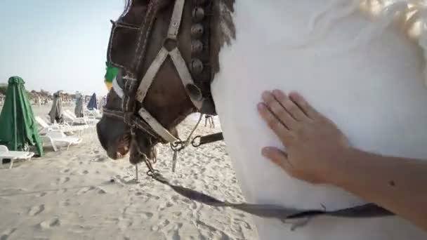 Acariciando Caballos Amistad Entre Hombre Caballo Playa Pov Persona Tocando — Vídeo de stock