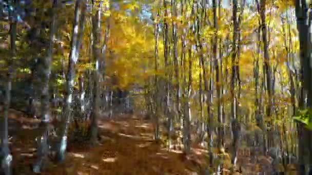 Einmarsch Tief Herbstlichen Dichten Wald Mit Strahlenden Sonnenstrahlen — Stockvideo