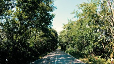 Kırsal yoldaki Ağaç Tünelinden Geçen Trafiğin Zaman Çizelgesi