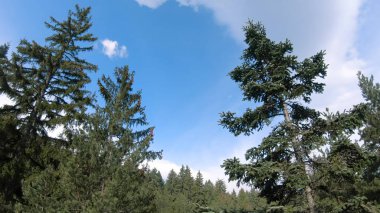 Güzel çam ağacı orman bahar mavi gökyüzü karşı dağda boyunca hava sinek
