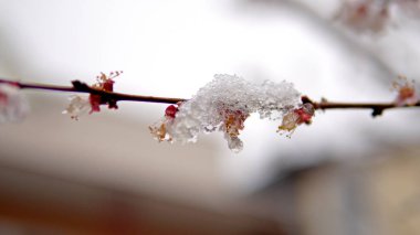Japon kayısı - Prunus mume bud ve çiçek çiçek ağaç bahar kar