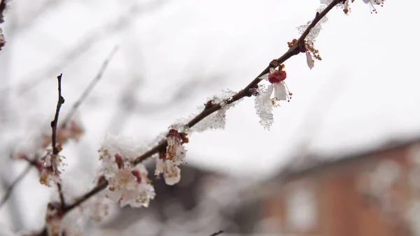 Neve Nas Cerejeiras Florescentes Durante Primavera Mudança Climática Dof Cinematográfico — Fotografia de Stock