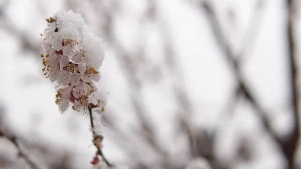 Flor Árvore Flor Com Neve Primavera — Fotografia de Stock