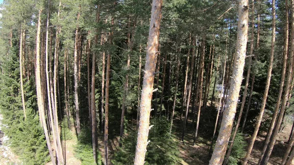 Dağ Orman Çam Ağaçları Içinde Güneşli Gün Bakış Açısı Düşük — Stok fotoğraf