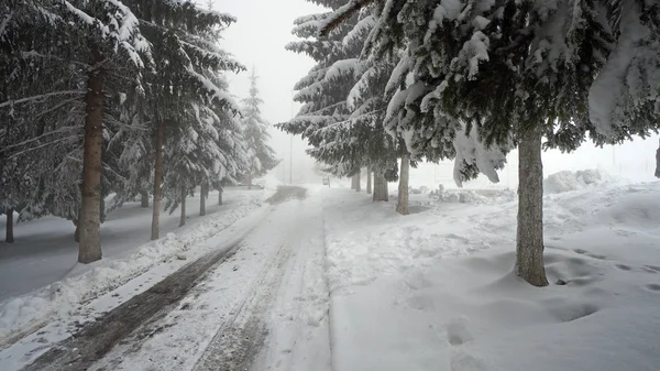 Winters Tafereel Met Besneeuwde Weg Die Door Dichte Berg Dennenbos — Stockfoto