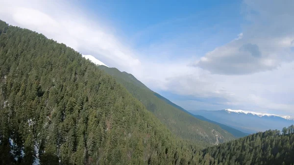 Bosque Denso Pino Montaña Gran Altitud Vista Aérea —  Fotos de Stock