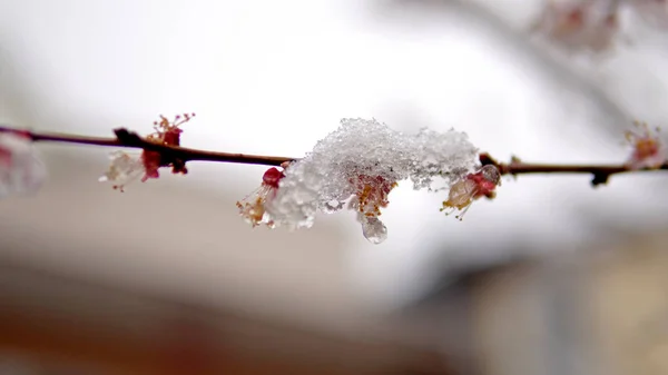 Neve Primavera Com Broto Árvore Flor Damasco Japonês Mume Prunus — Fotografia de Stock
