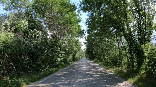 Pov Στον Δρόμο Μέσω Της Σήραγγας Του Aspen Δέντρα — Φωτογραφία Αρχείου