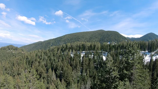 Aerial View Dense Tall Mountain Forest Pine Trees — Stock Photo, Image