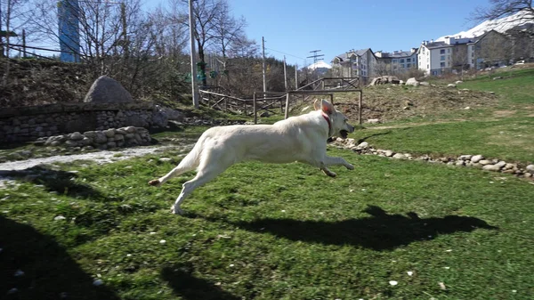 Les Gens Qui Amusent Jouer Plein Air Avec Chien Récupérateur — Photo