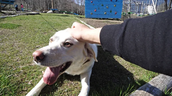 Közelről Portré Egy Labrador Kutyát Hogy Simogatják Manl Nézd Kezét — Stock Fotó