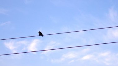 Güneş doğarken sinekkapan (Muscicapa striata) kuş mavi gökyüzü karşı elektrikli tel üzerinde tek
