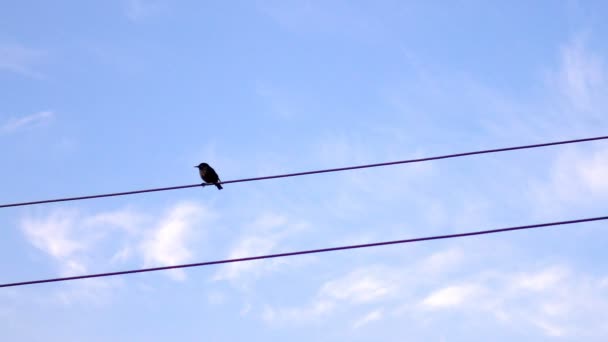 Jeden Pták Flycatcher Muscicapa Striata Elektrické Dráty Proti Modré Obloze — Stock video