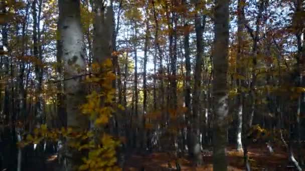 Pov Moviéndose Densos Árboles Jóvenes Otoño Bosque — Vídeos de Stock