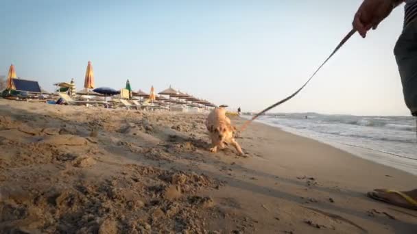 Los Perros Disfrutan Jugando Playa Loco Divertido Alegre Cachorro Perro — Vídeo de stock