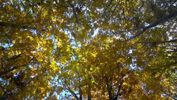 秋天森林与吹黄色叶子的 Wint 自然背景 — 图库视频影像