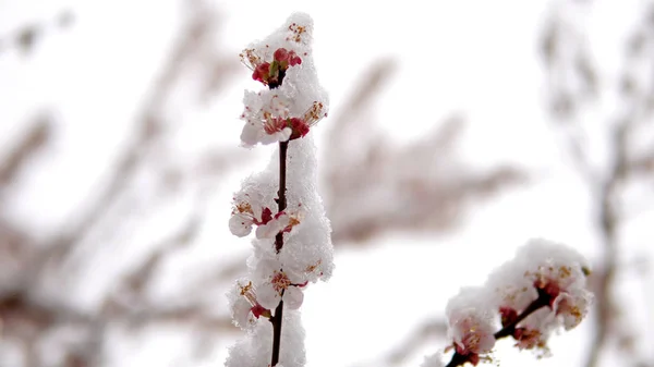 春の雪とツリーの桜の花 — ストック写真