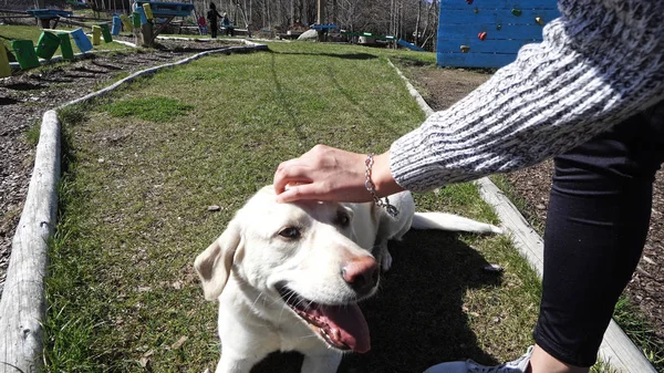 Gente Divirtiéndose Aire Libre Jugando Con Perro Recuperador Corriendo Césped — Foto de Stock