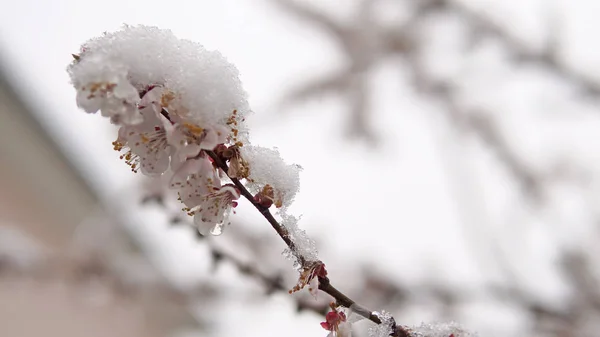 クローズ アップは木の花の花の撮影し 春の雪 異常気象 — ストック写真
