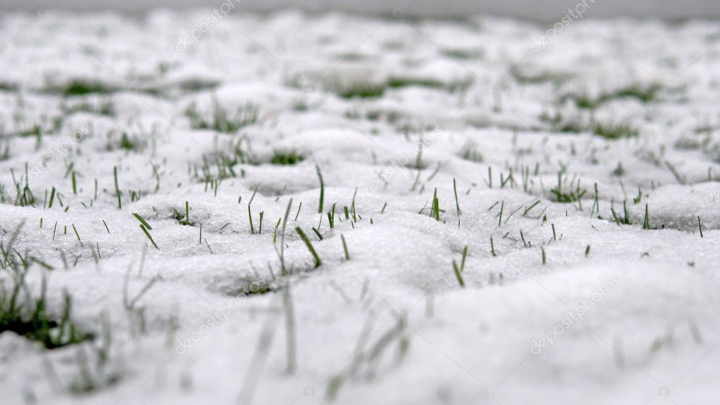 Snow melting and spring green grass