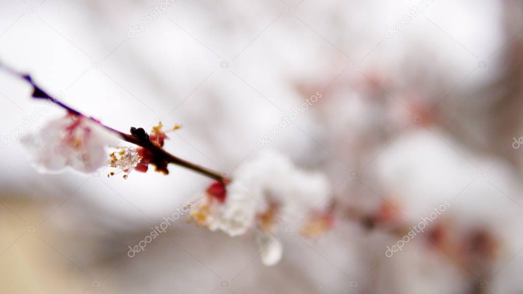 Blossom branch with flowers and bud covered with snow, climate change weather disaster for nature