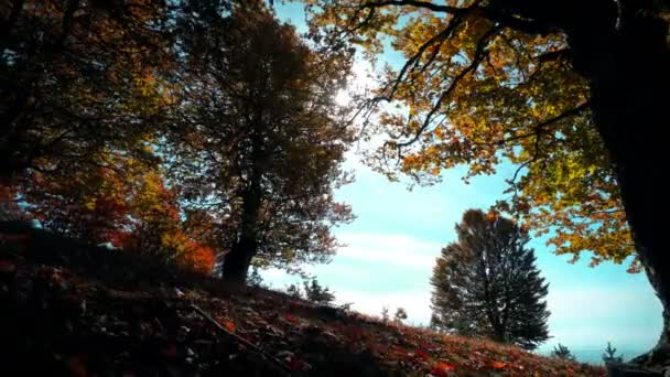 Hayvan Hareketli Yokuş Yukarı Sonbahar Ormanda Pov Shot Ağaçların Arasından — Stok video