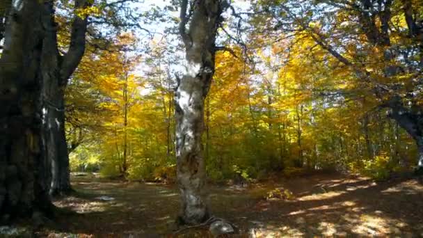 運転中に車のサイドウィンドウを通過する秋の森の風景を賞賛 — ストック動画