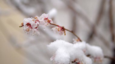 Japon kayısı - Prunus mume bud ve çiçek çiçek ağaç bahar kar