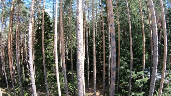 Berg Skogen Tallar Solig Dag Synpunkt Låg Höjd Flyg Flyg — Stockfoto