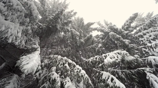 Ramos Pinheiros Com Neve Pesada Soprando — Fotografia de Stock