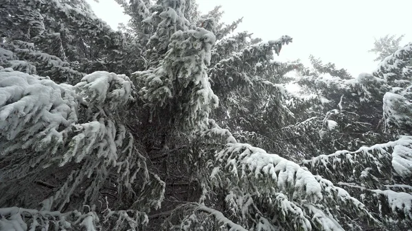 Mover Sob Inverno Siberiano Densos Ramos Árvores Florestais Sob Neve — Fotografia de Stock