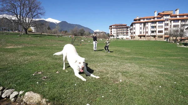 Personer Som Har Roligt Utomhus Spelar Med Retriver Hund Körs — Stockfoto