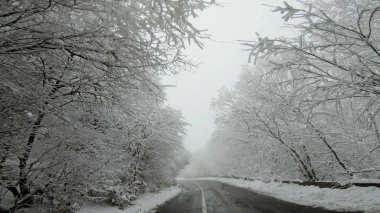 Çam ağacı ormanı ve düşük görüş sisi olan tehlikeli kış dağ yolunda araba gezintisi