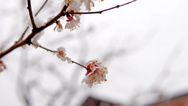 Closeup Shot Tree Blossom Flower Snow Spring Weather Anomalies — Stock Photo, Image